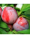 Prunus Starking Delicious